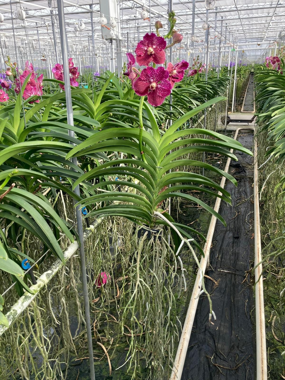 Vanda hybrid 80cm 17cm Pot