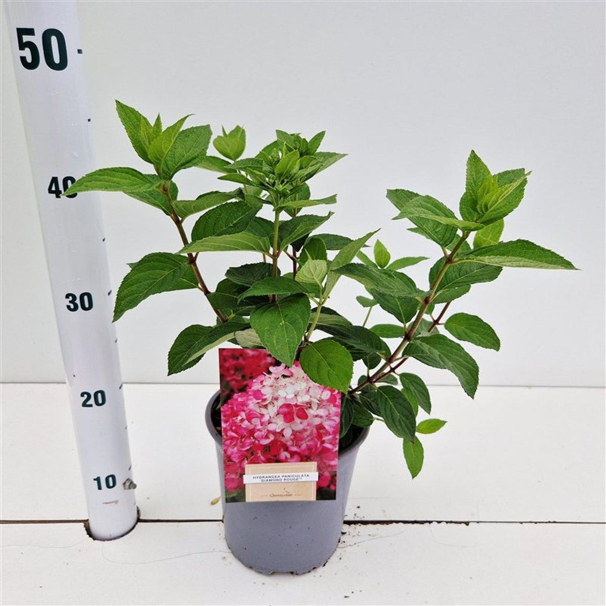 Hydrangea pan. Diamond Rouge 30cm 17cm Pot
