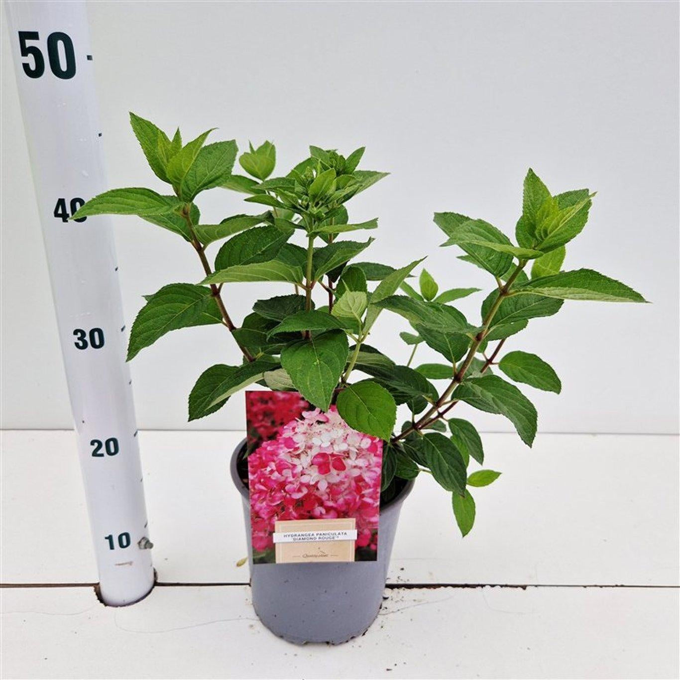 About Plants Zundert BV Hydrangea pan. Diamond Rouge Pack of 1