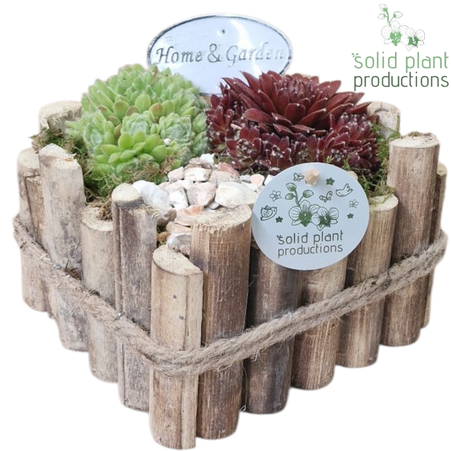 SMP012 Verona Small Sempervivum 20cm 18cm Pot