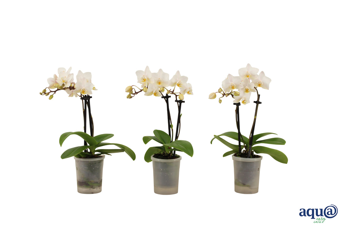 Phalaenopsis hybrid 17cm 6cm Pot