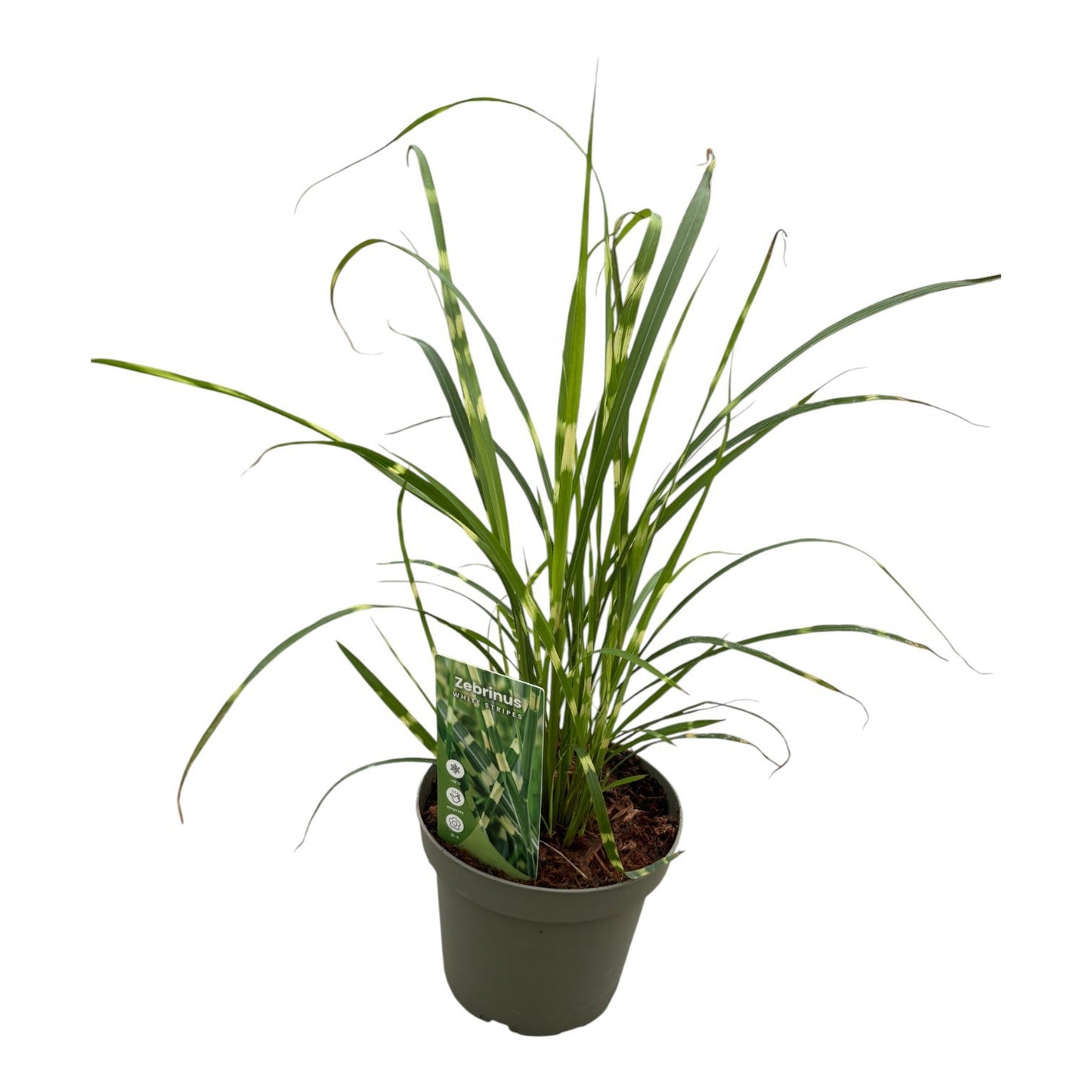 Miscanthus Zebrinus 30cm 14cm Pot