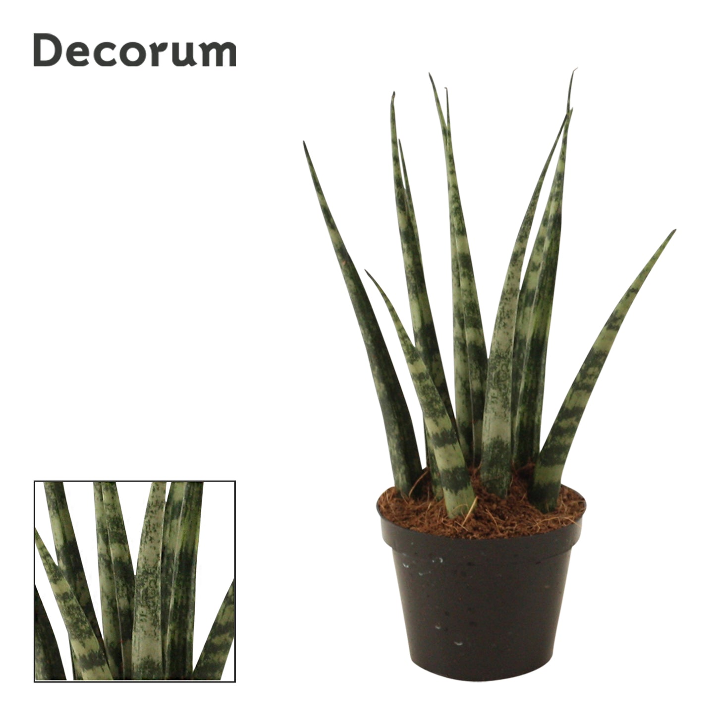 Sansevieria Fernwood 16cm 6cm Pot