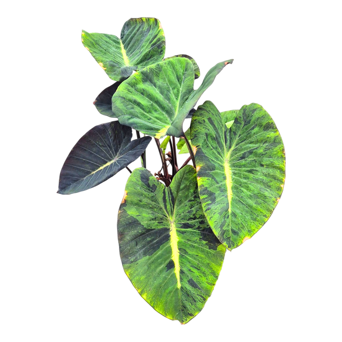 Colocasia Cintho Mojito 130cm 30cm Pot