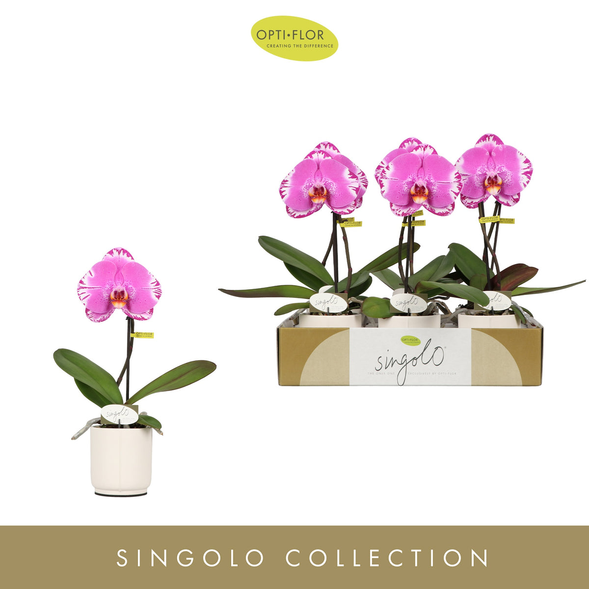 Phalaenopsis Hybrid 40cm 9cm Pot