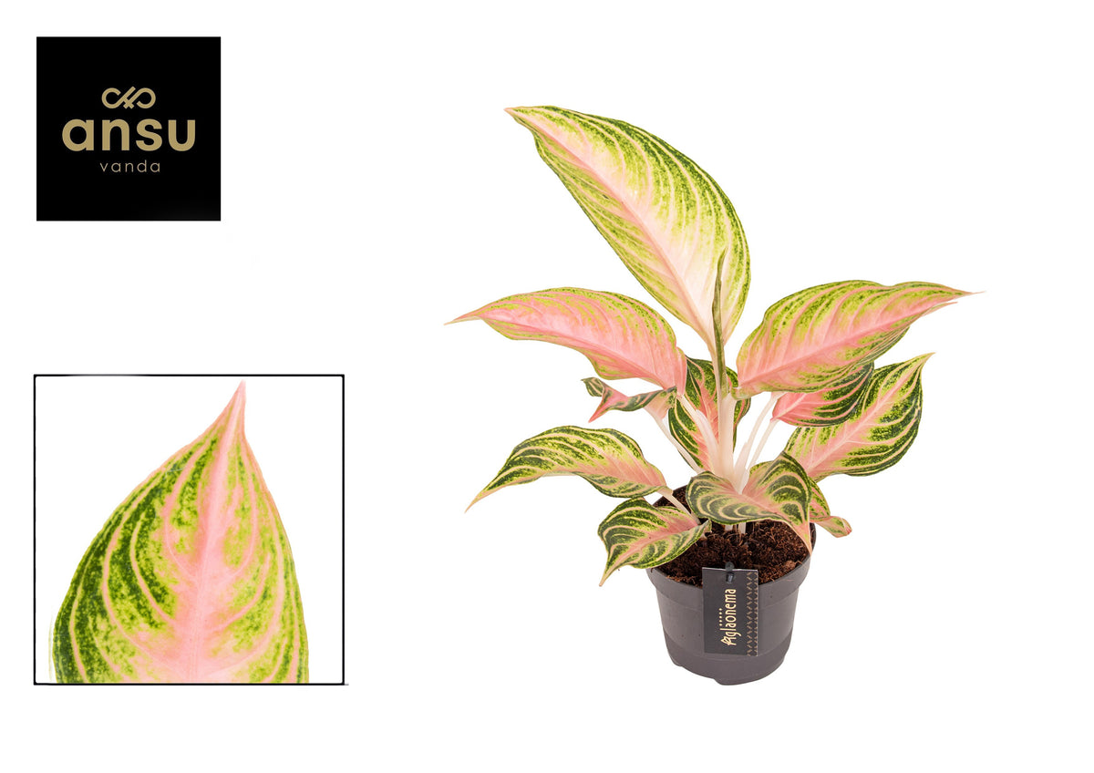 Aglaonema Hybrid 40cm 12cm Pot