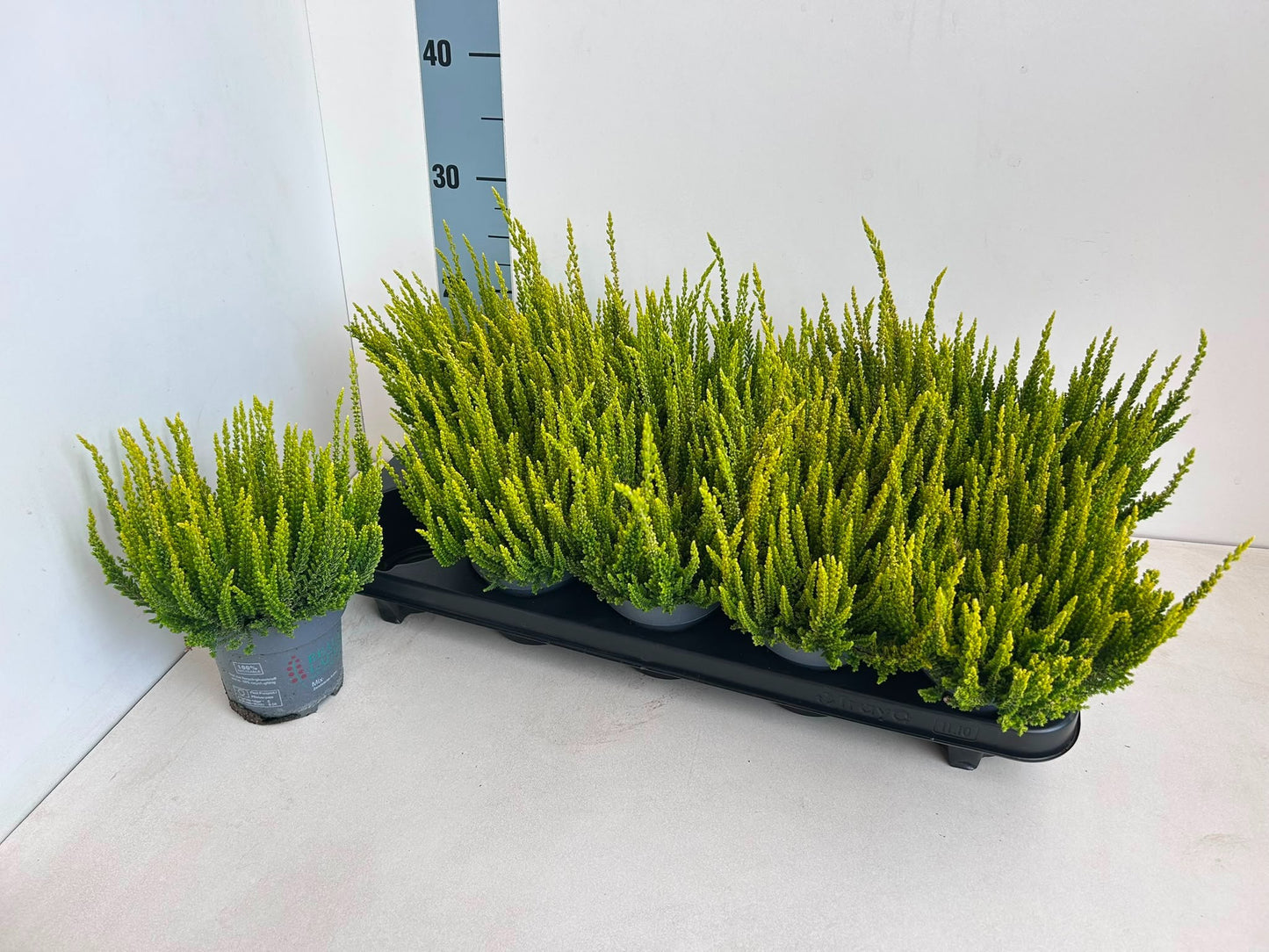 Calluna Beauty Ladies yellow 25cm 10.5cm Pot