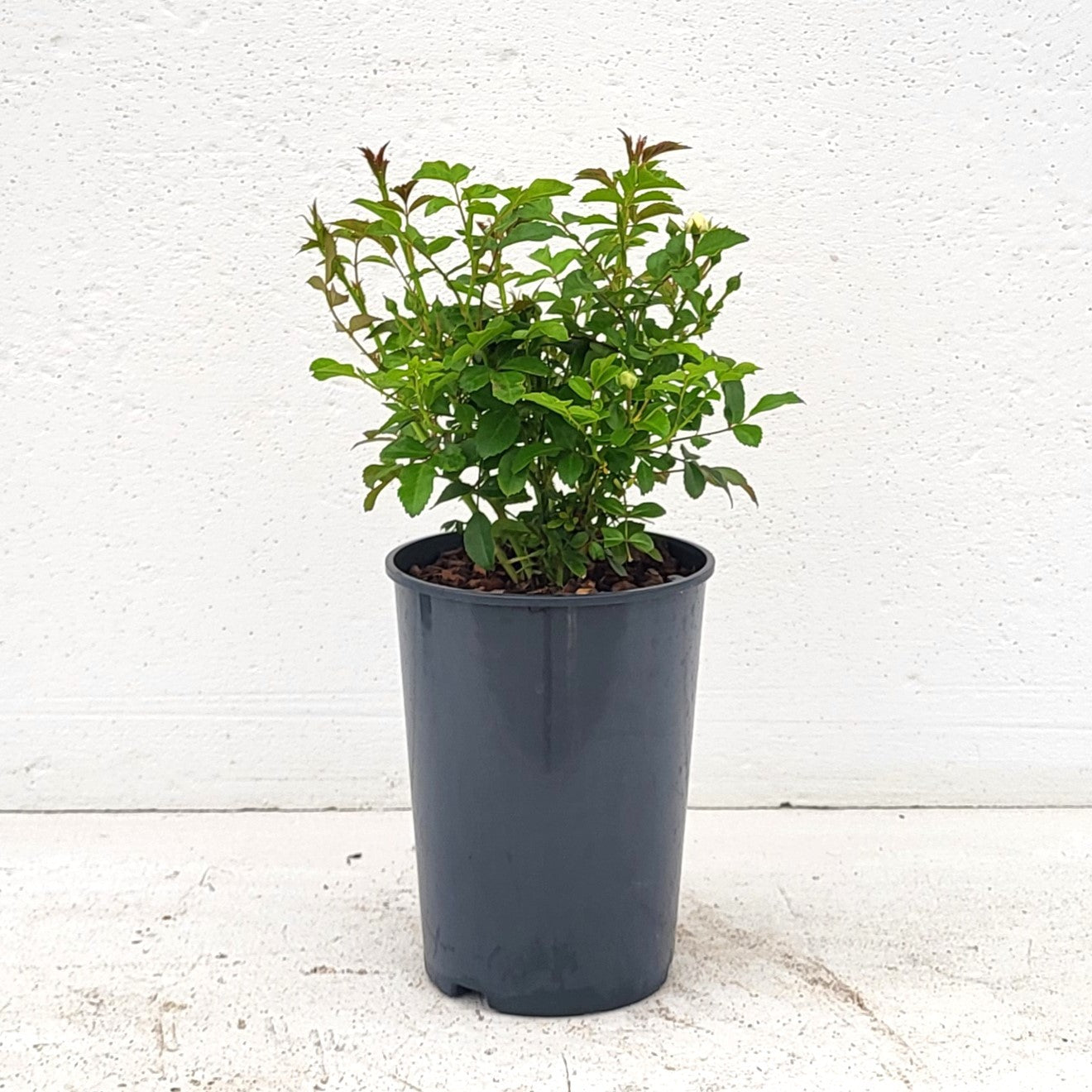 Rose Spelarosa Chrystal Fairy 15cm 17cm Pot