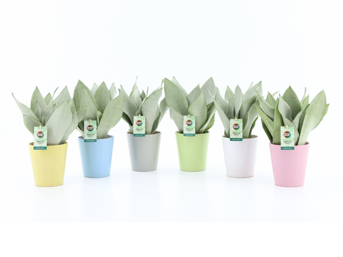 Sansevieria Moonshine 35cm 13cm Pot