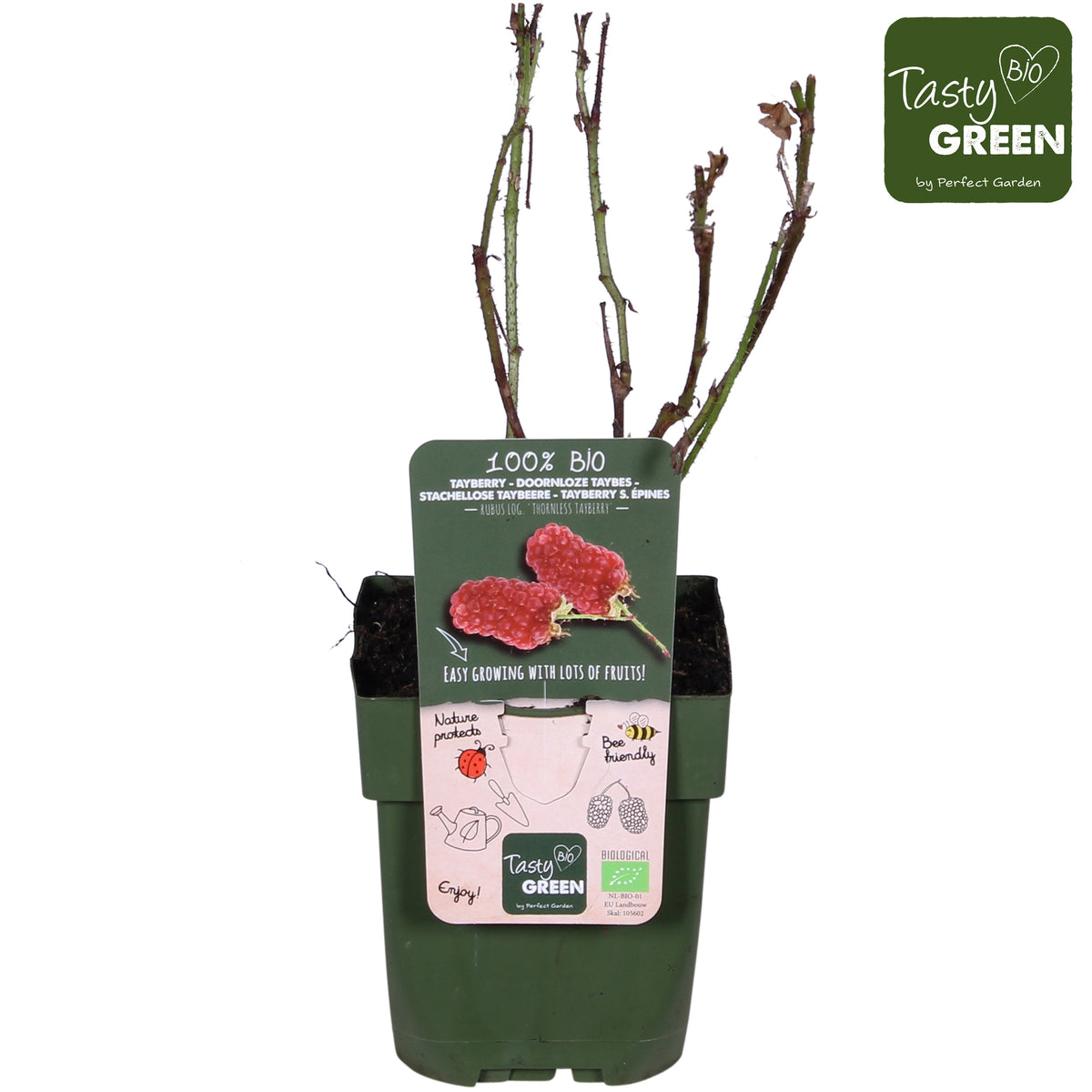 Rubus Tayberry (Raspberry x Blackberry hybrid) 30cm 13cm Pot