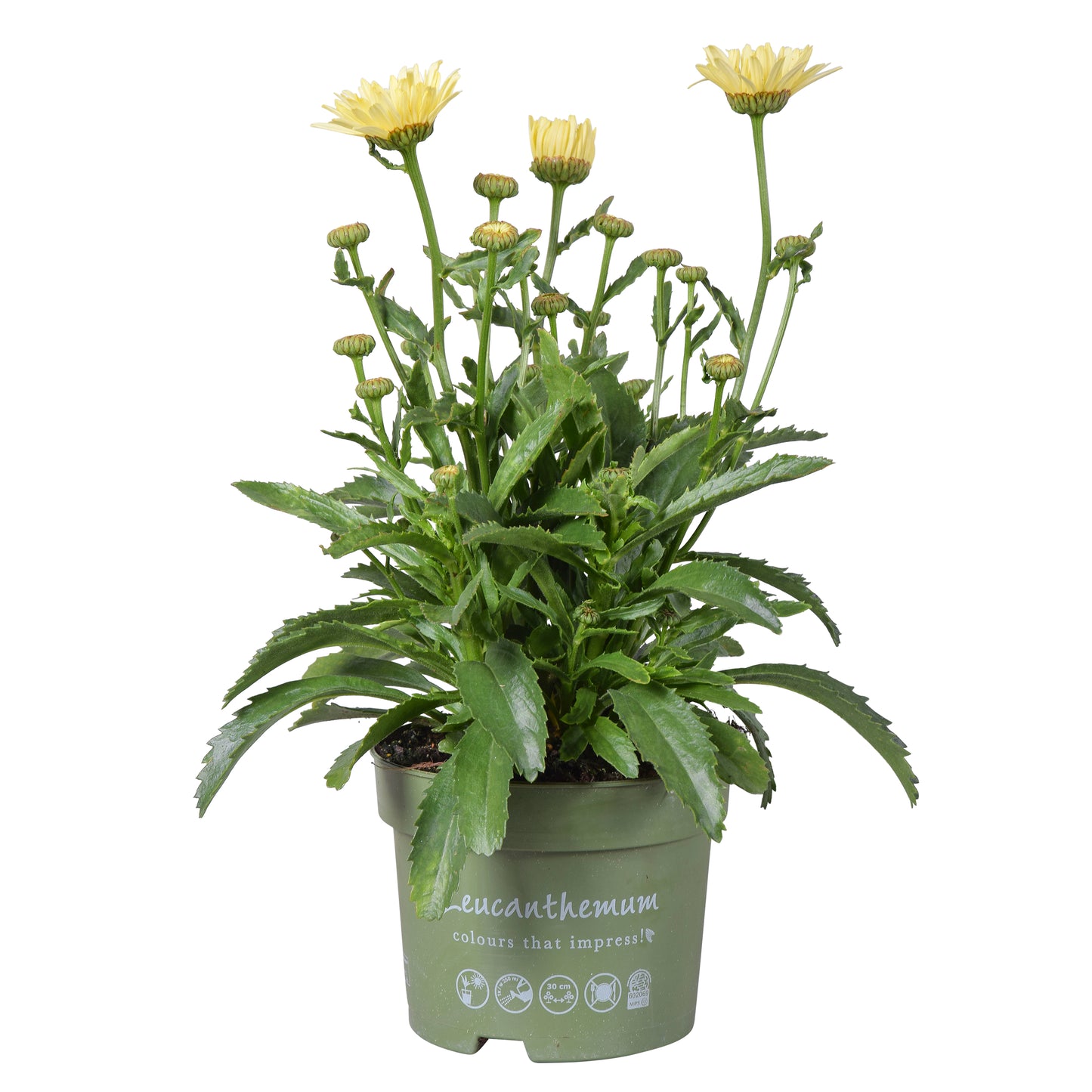 Leucanthemum Banana Cream 35cm 17cm Pot