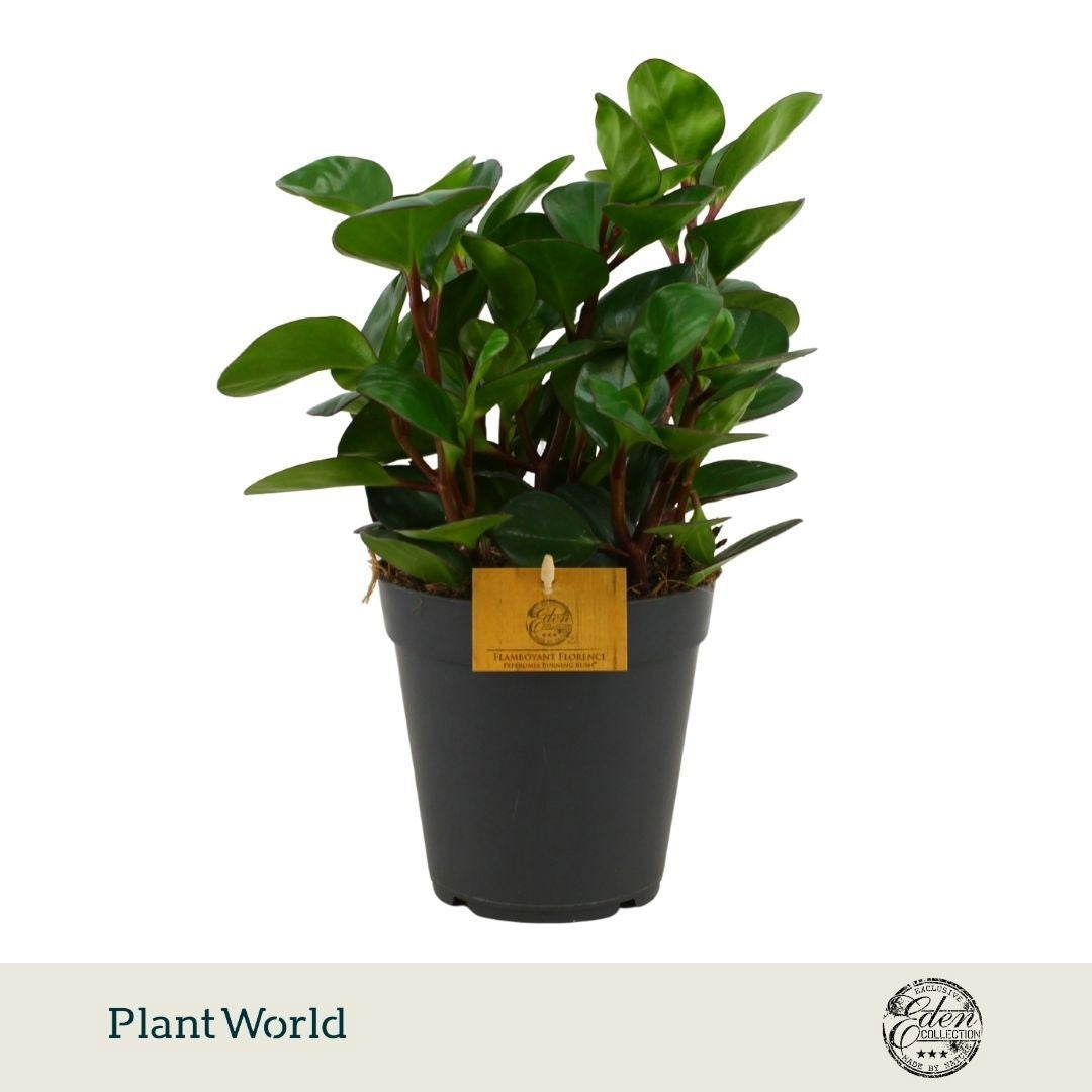 Peperomia obt. Burning Bush 25cm 15cm Pot