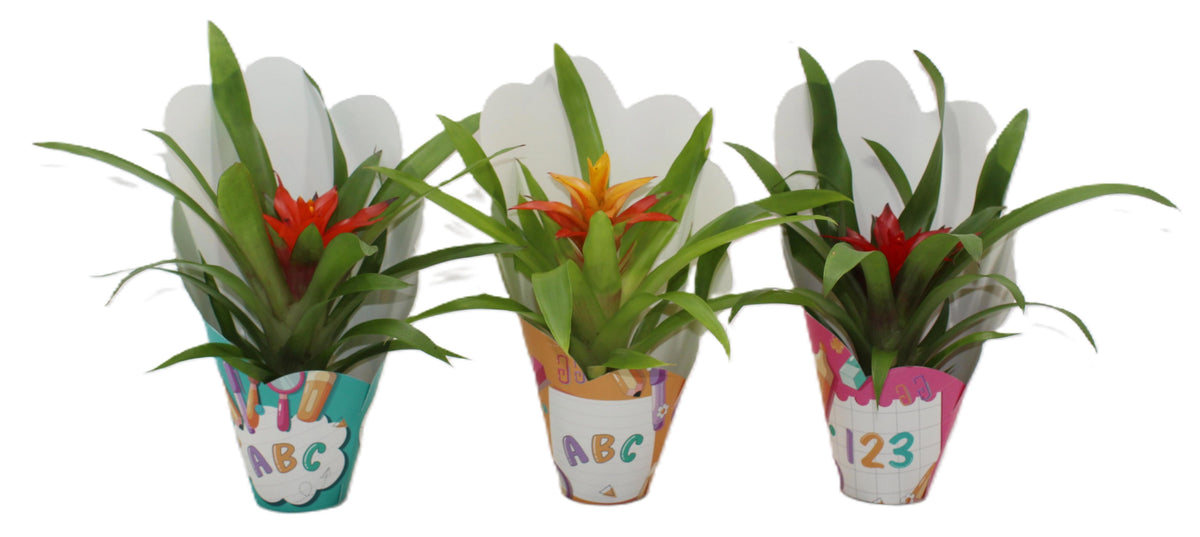 Guzmania mix 30cm 9cm Pot