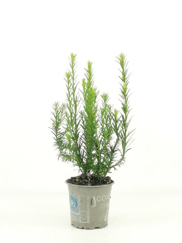 Taxus media Groenland 20cm 9cm Pot