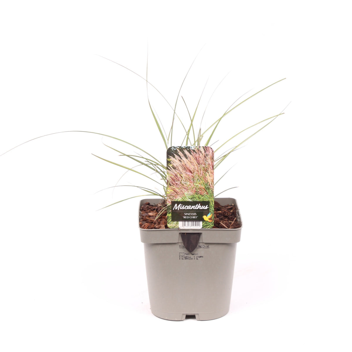 Miscanthus sinensis Red Chief 35cm 17cm Pot
