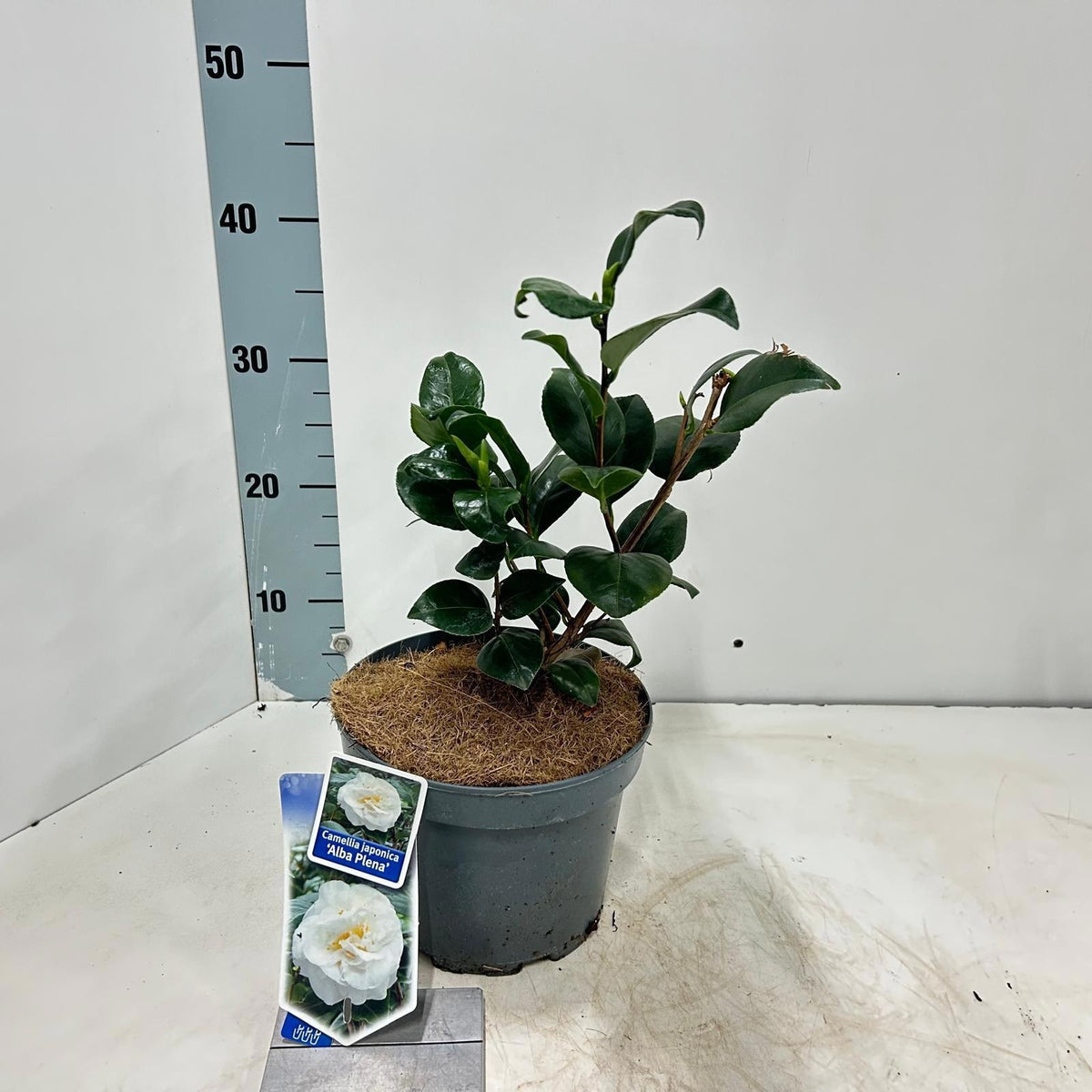 Camellia Alba Plena 35cm 19cm Pot