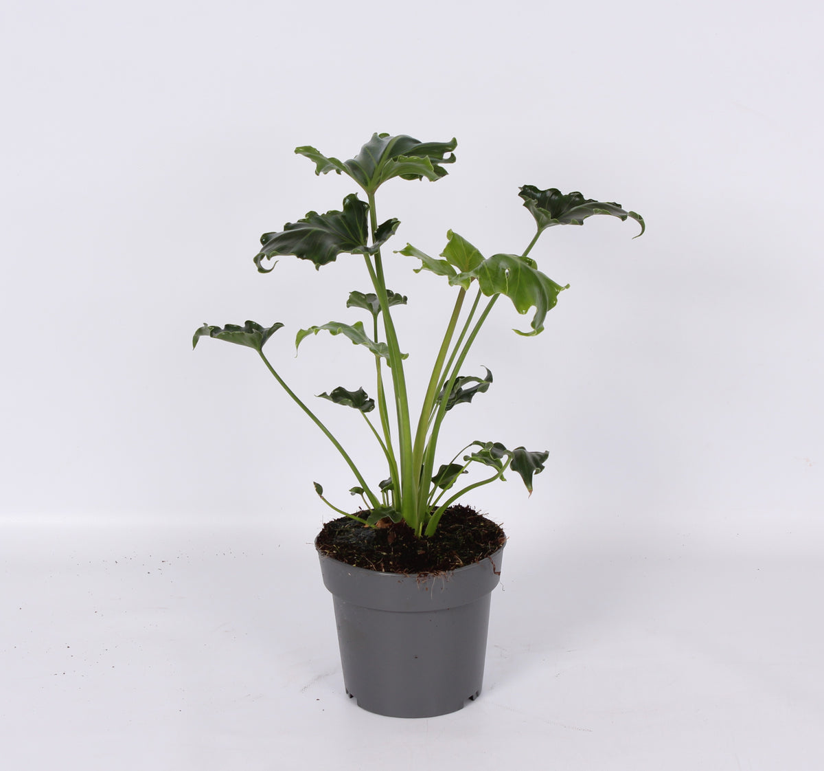 Philodendron scandens 45cm 17cm Pot