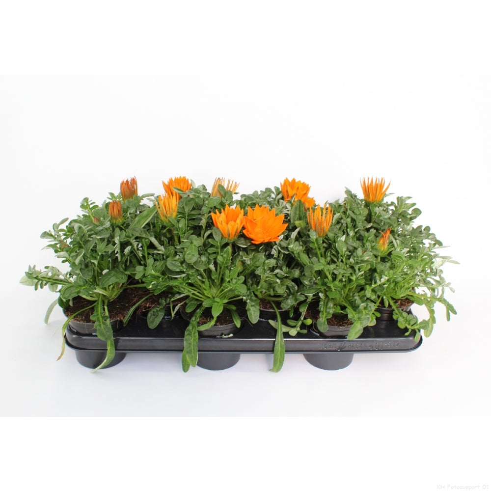 Gazania New Day Clear Orange 25cm 510cm Pot