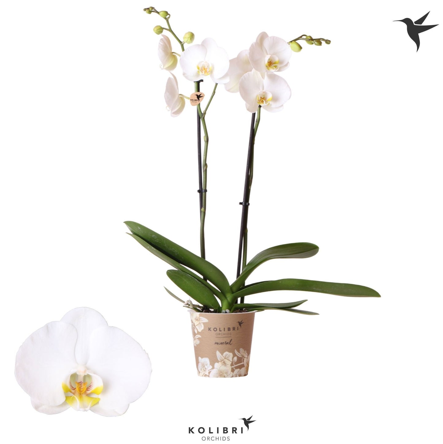 Phalaenopsis white 60cm 12cm Pot