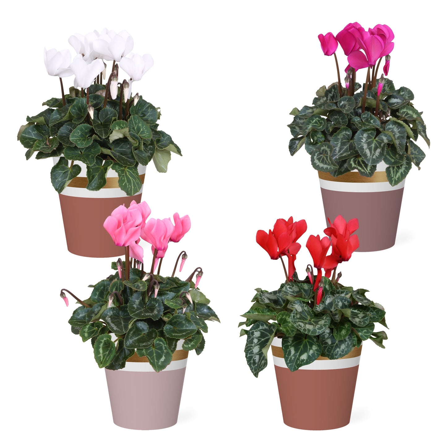 Cyclamen Allure mix 30cm 12cm Pot