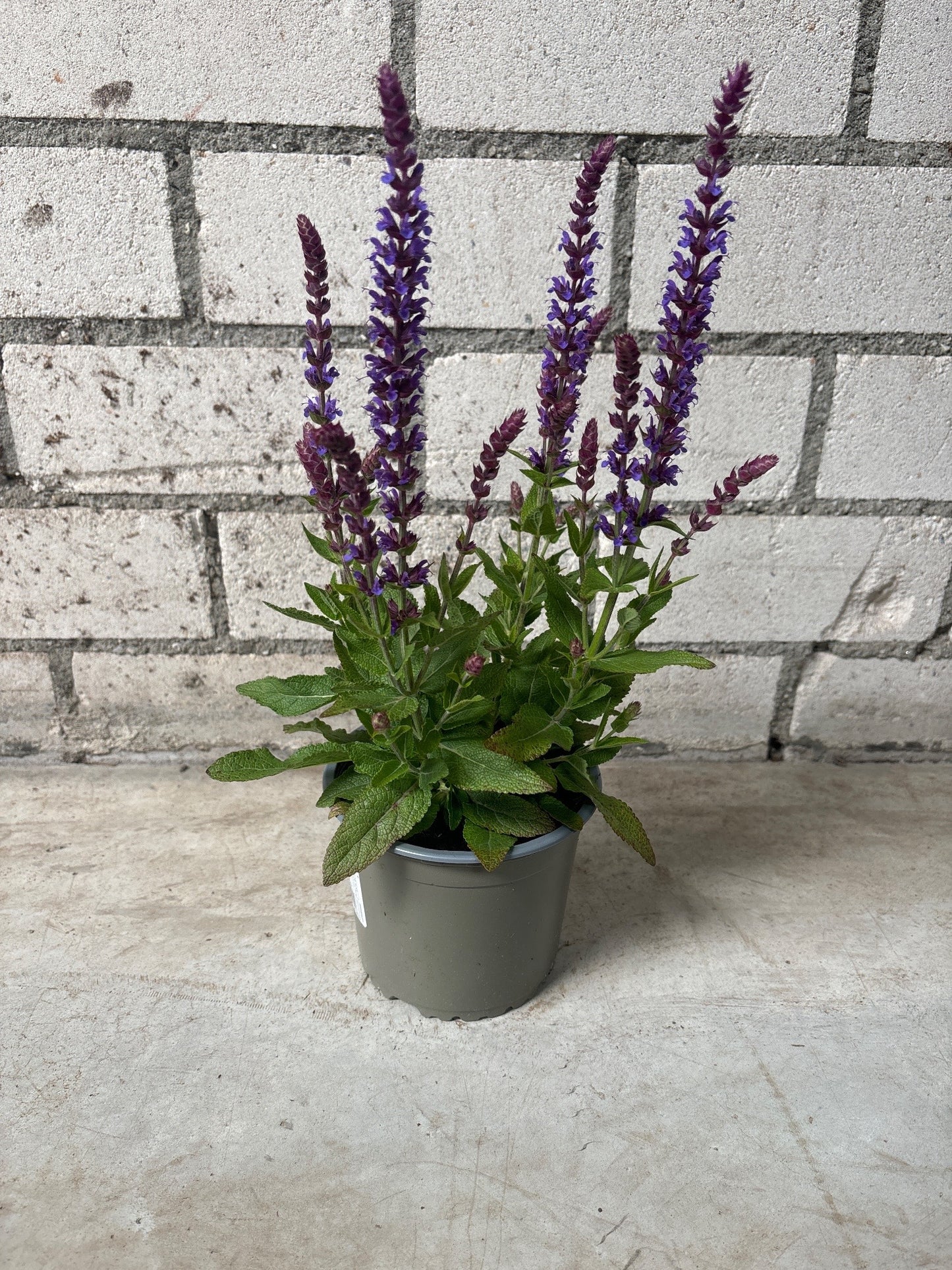 Salvia nem. Ostfriesland 30cm 13cm Pot