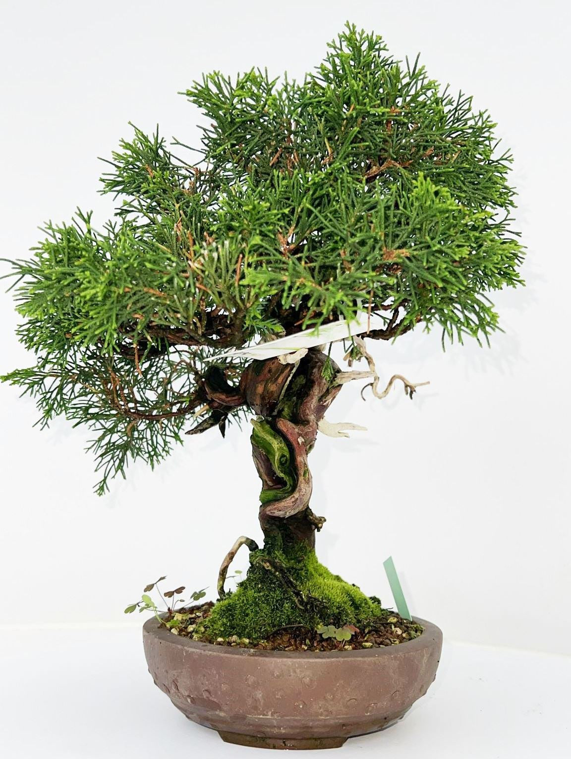 Juniperus chinensis 40cm 16cm Pot
