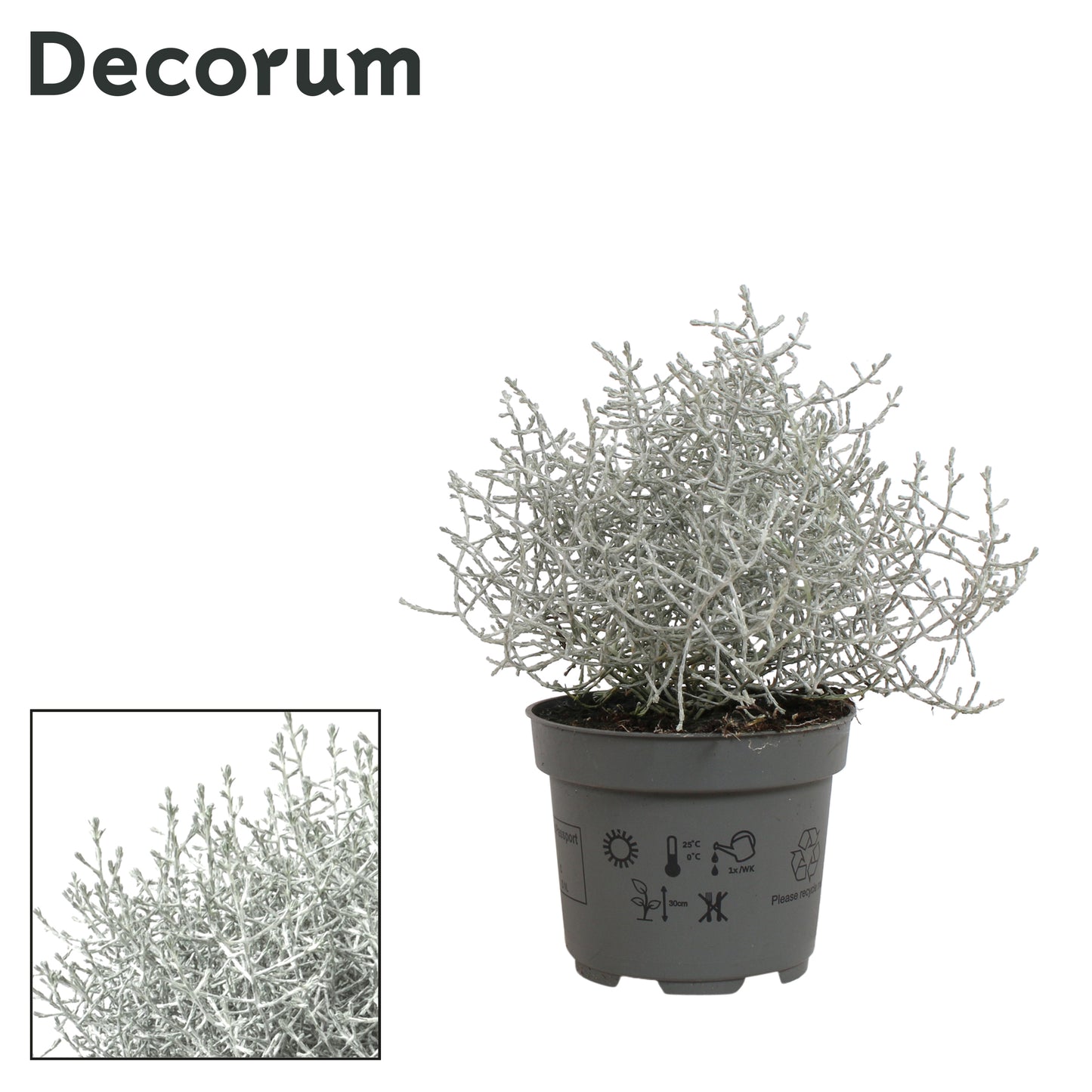 Leucophyta brownii 25cm 510cm Pot