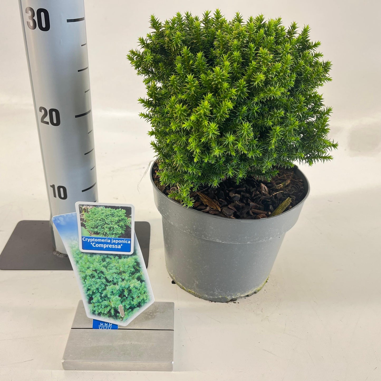 Cryptomeria jap. Compressa 35cm 19cm Pot