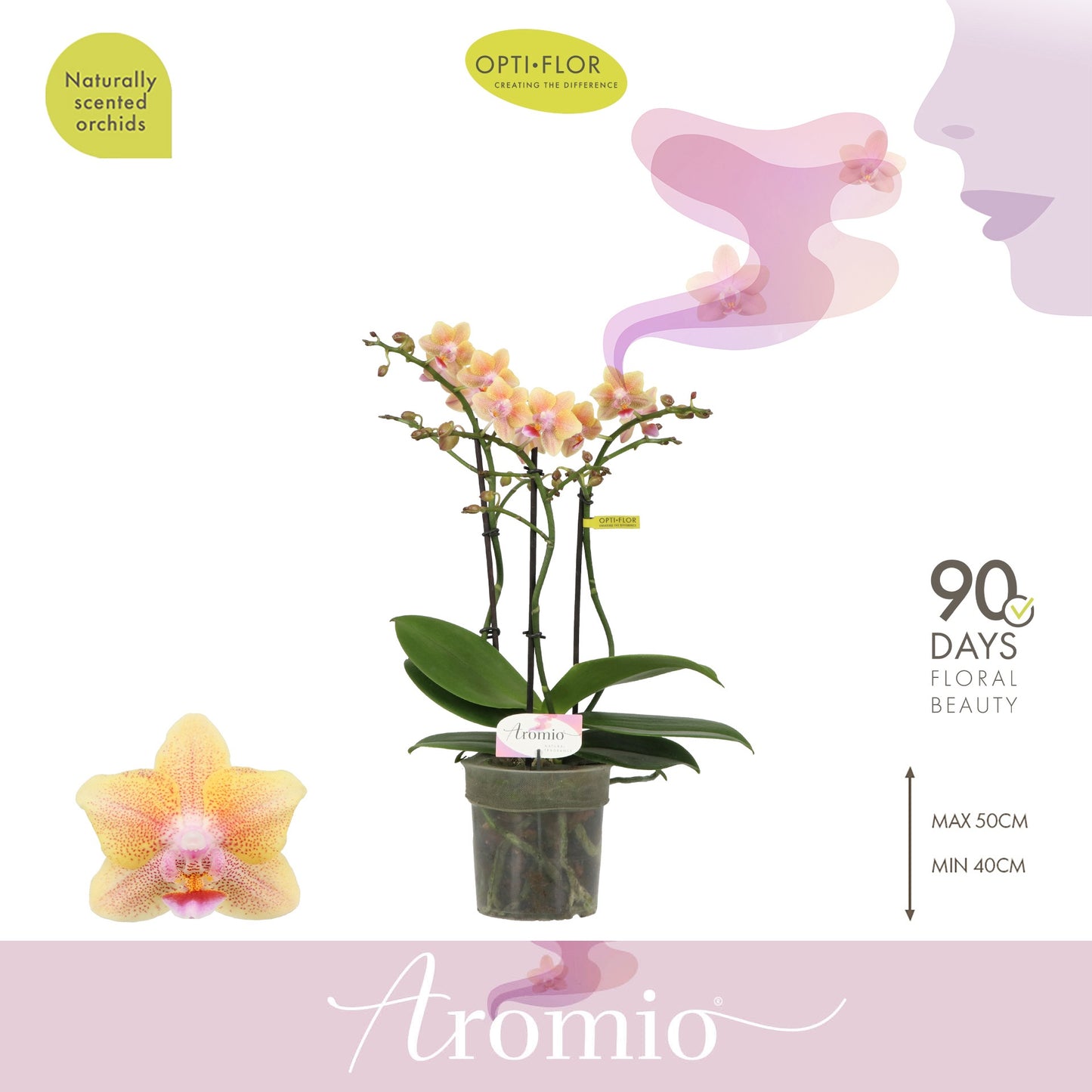 Phalaenopsis mf. Aromio Spicy 35cm 12cm Pot
