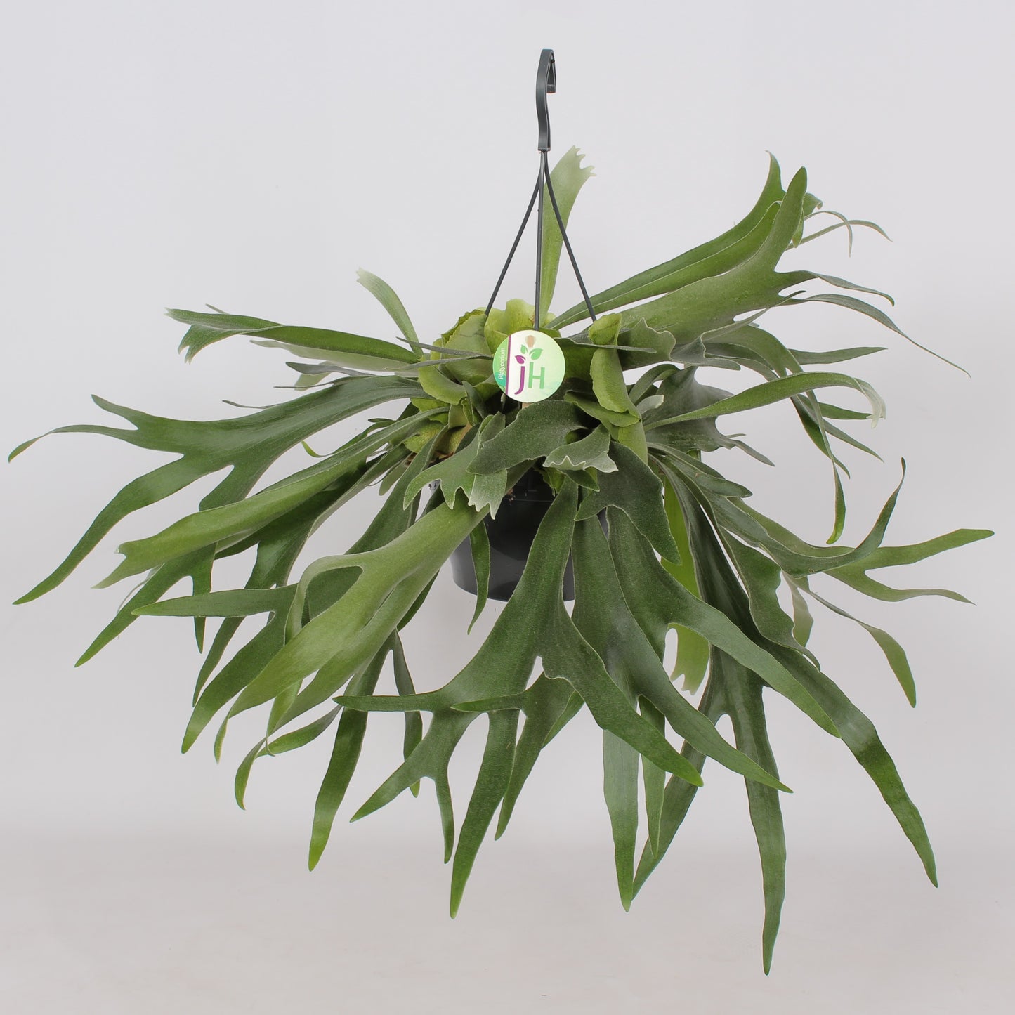 Heijnen Potplanten, J. Platycerium bifurcatum Pack of 3