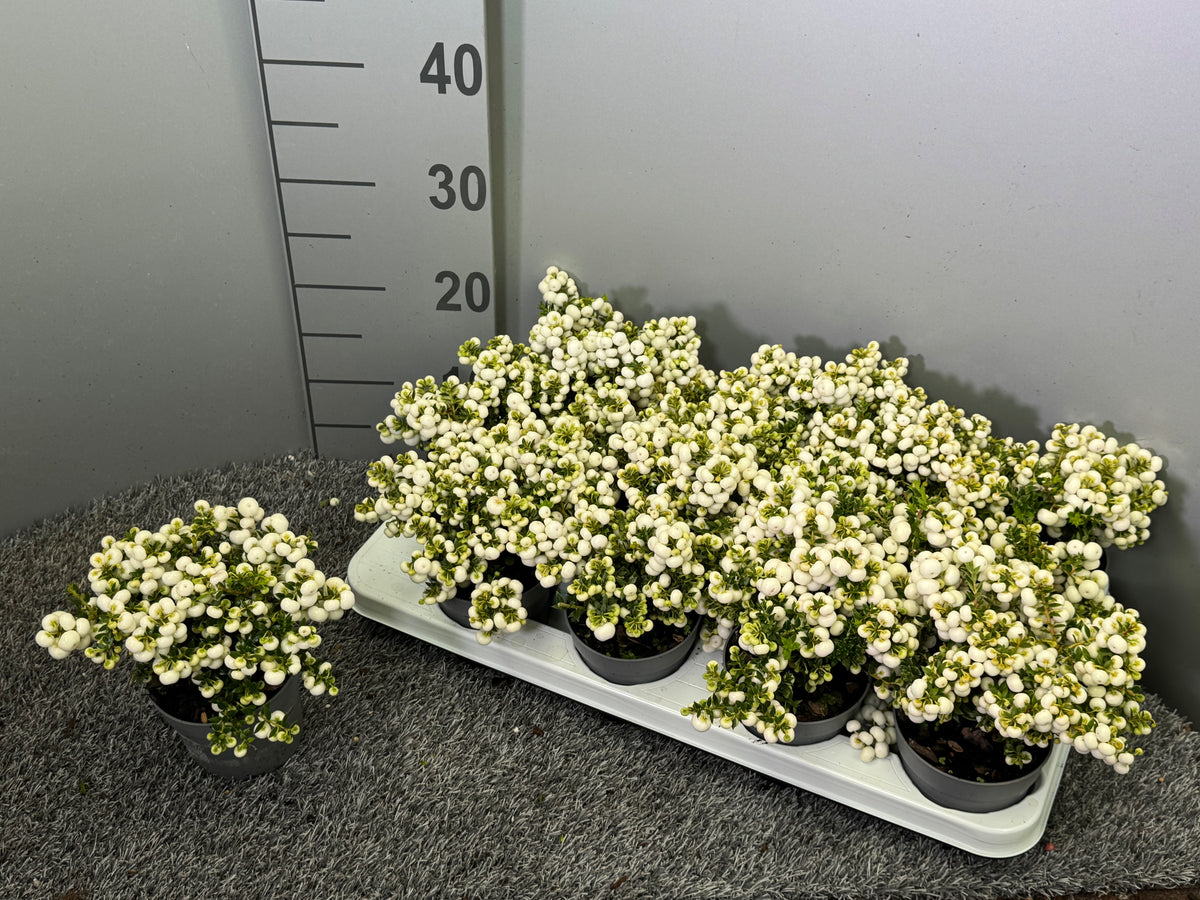 Pernettya mucr. white 20cm 10.5cm Pot