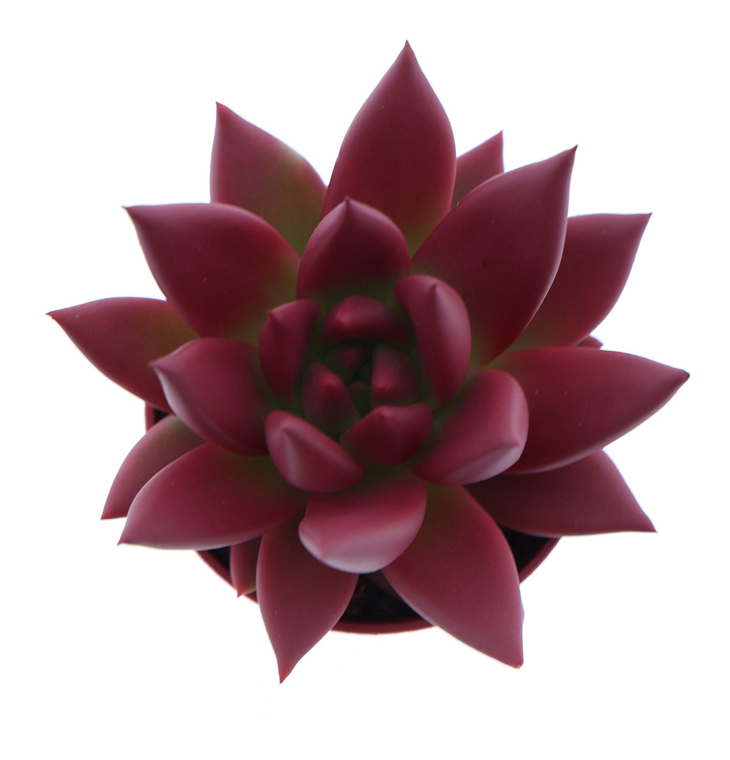 Euro Cactus Holland Bv Rainbow bordeaux red Pack of 20