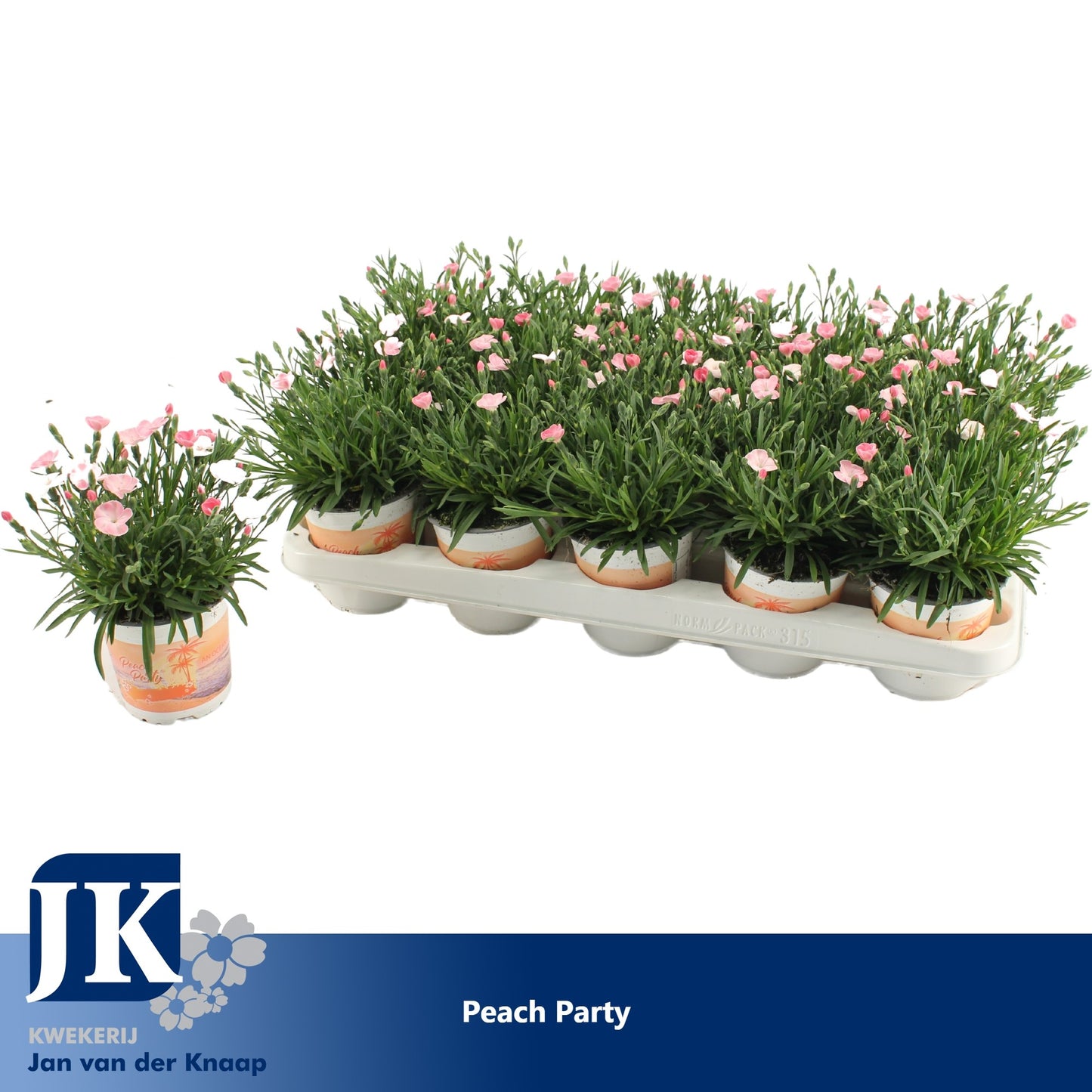 Dianthus Peach Party 20cm 510cm Pot
