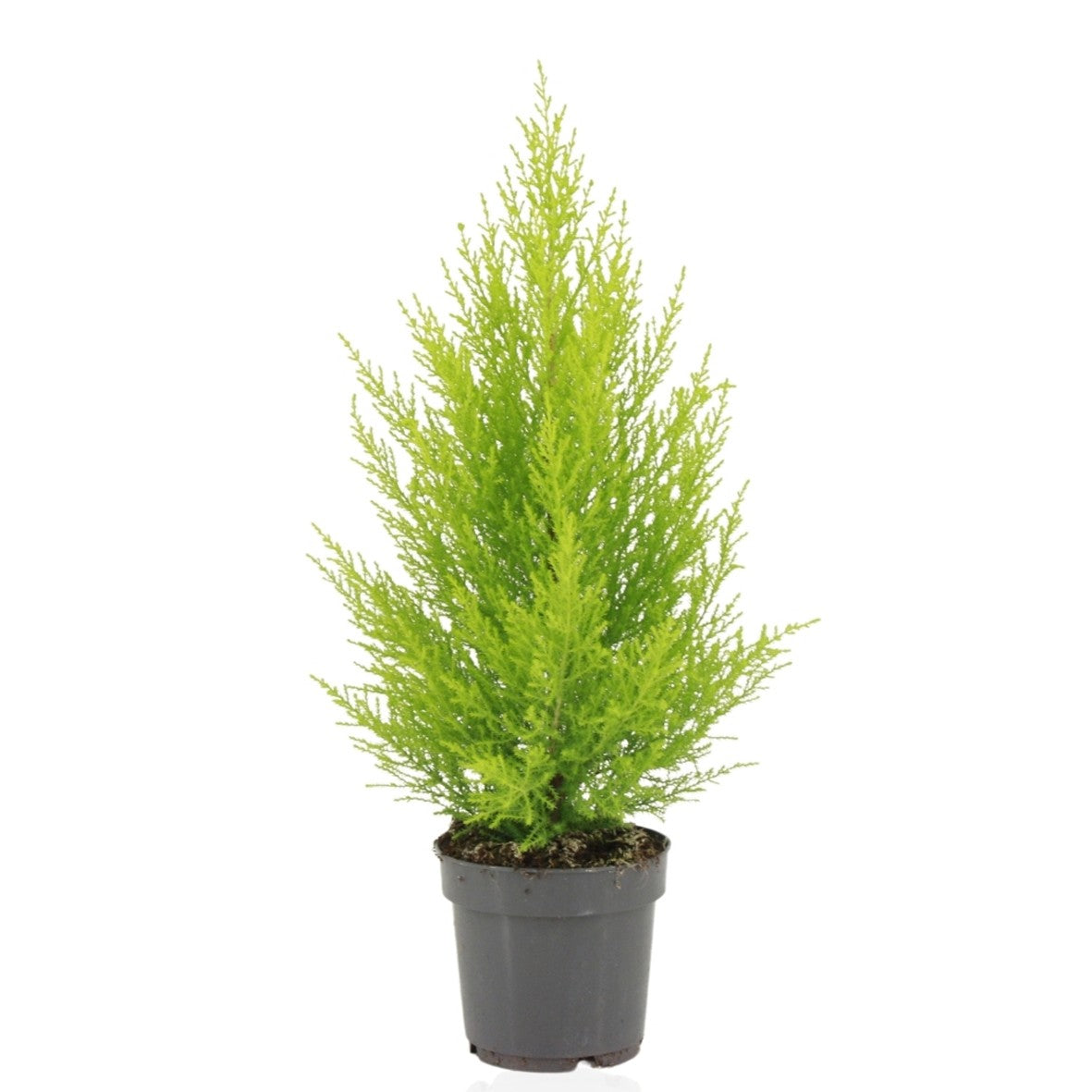 Stolk G4M Plants Cupressus Goldcrest Wilma Pack of 8