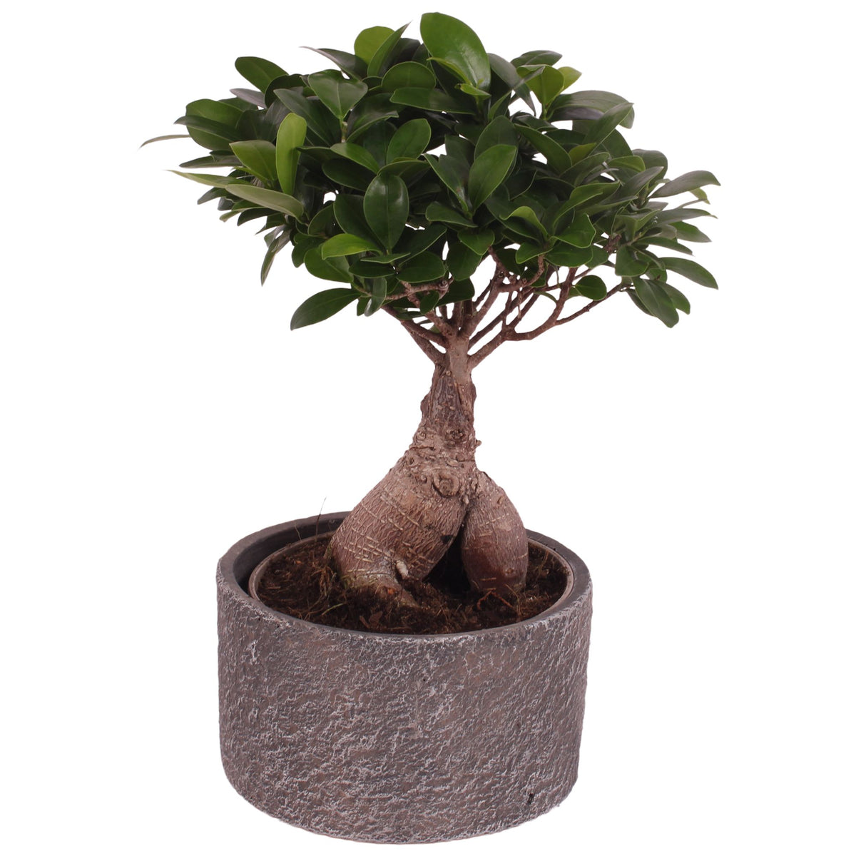 Ficus Ginseng 40cm 17cm Pot