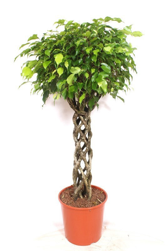 Ficus benj. Exotica 140cm 30cm Pot