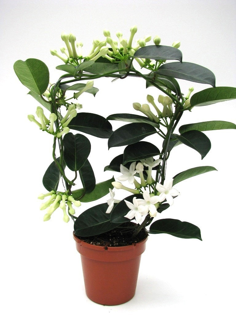 Stephanotis floribunda 45cm 12cm Pot