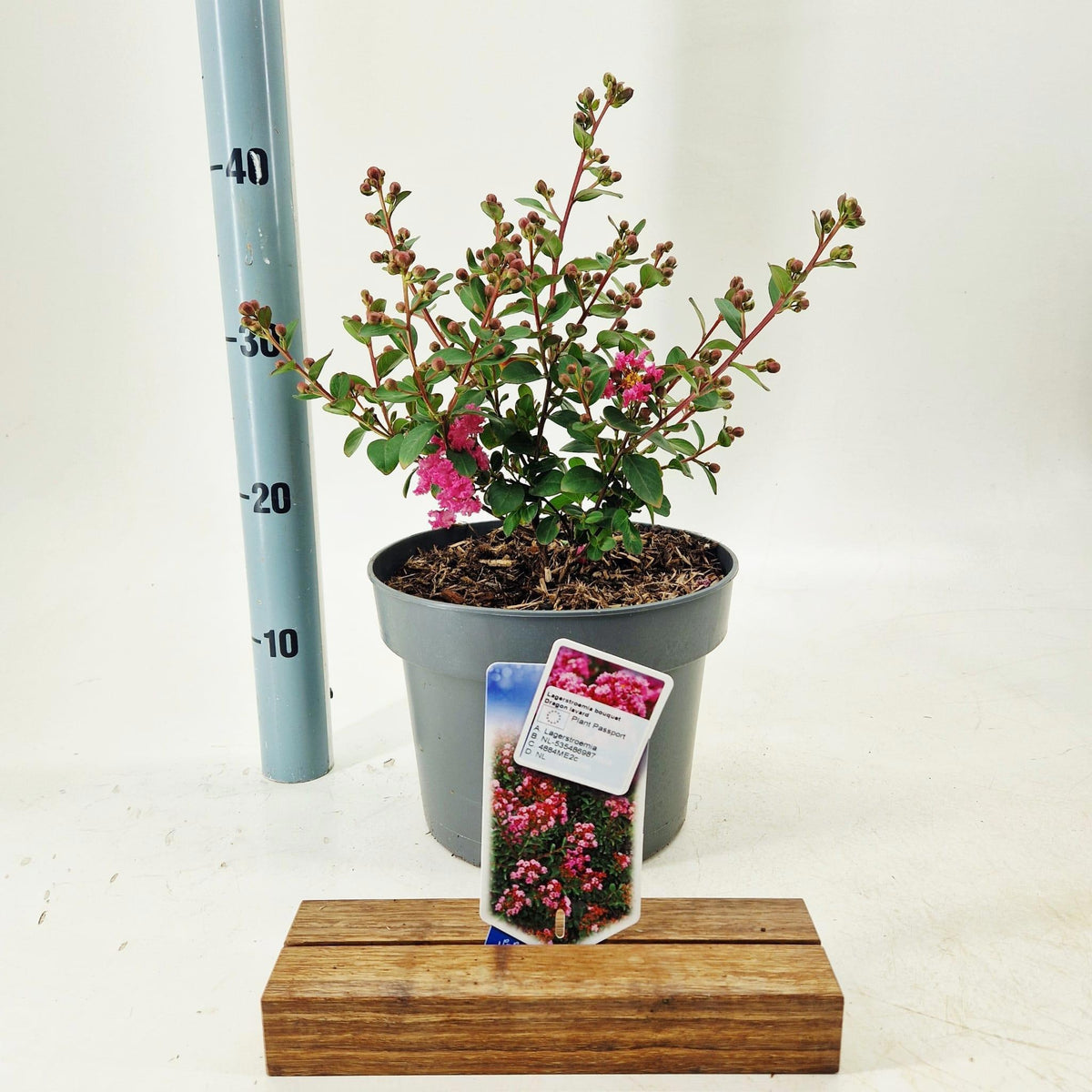 Lagerstroemia indica 40cm 23cm Pot