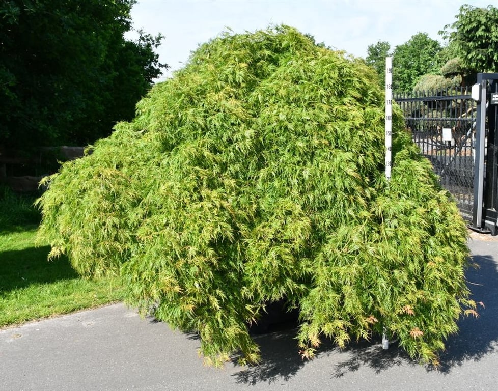 Acer palmatum 240cm 120cm Pot