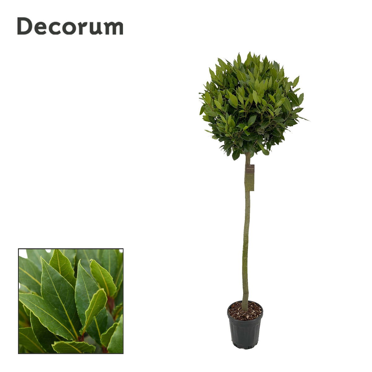 Laurus nobilis 180cm 25cm Pot