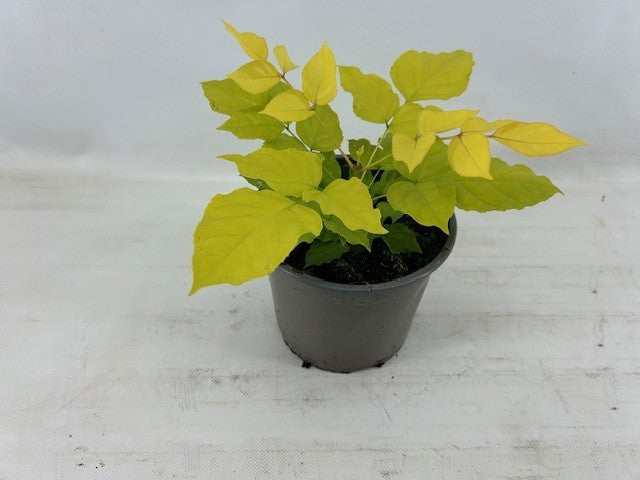Radermachera sinica 30cm 17cm Pot