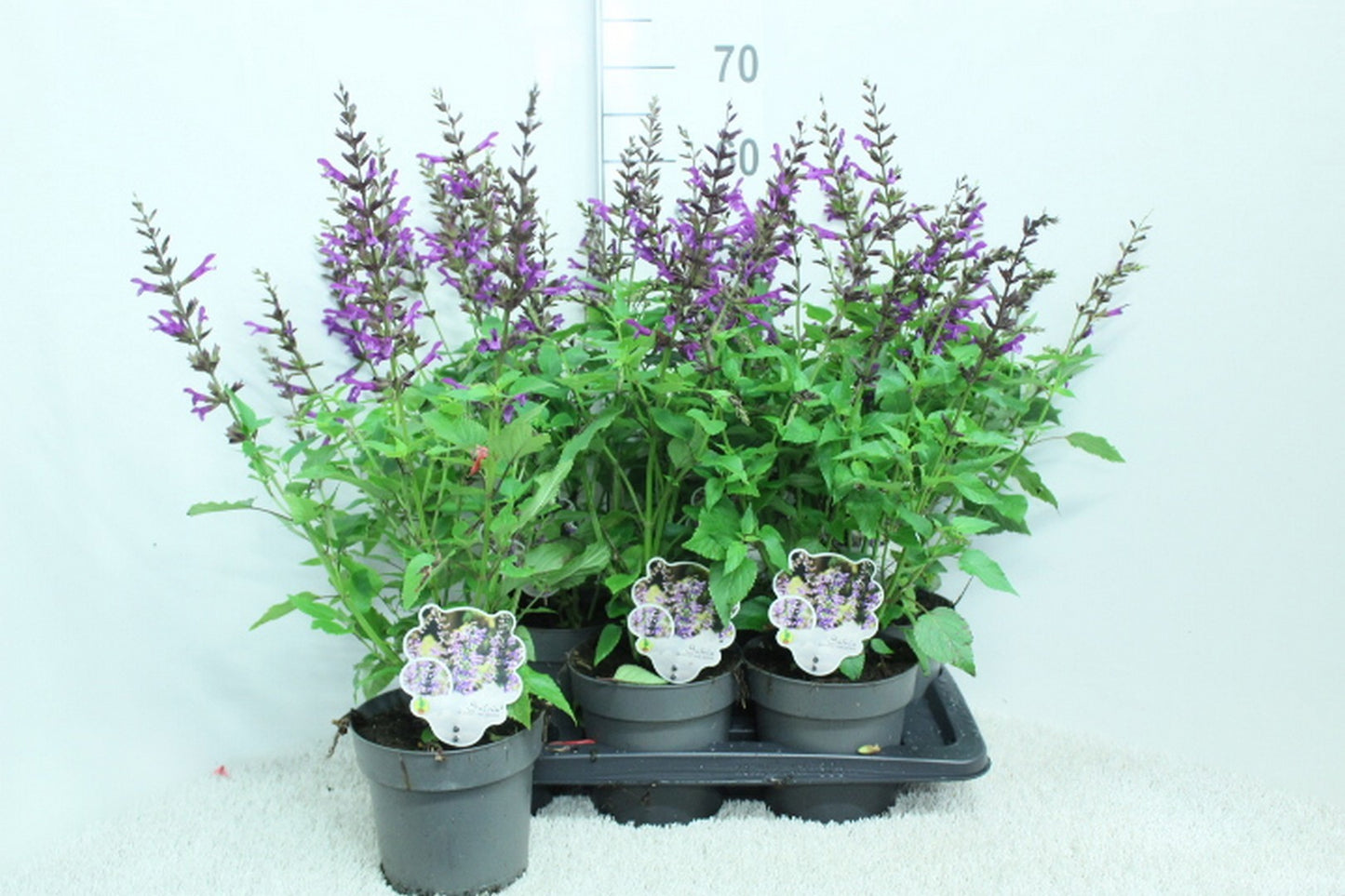 Salvia Salgoon Lake George 60cm 17cm Pot