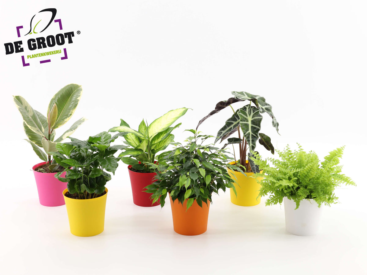 Foliage houseplants mix 35cm 12cm Pot