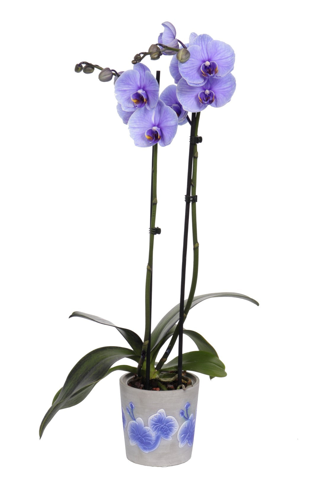 Phalaenopsis Hybrid 55cm 12cm Pot