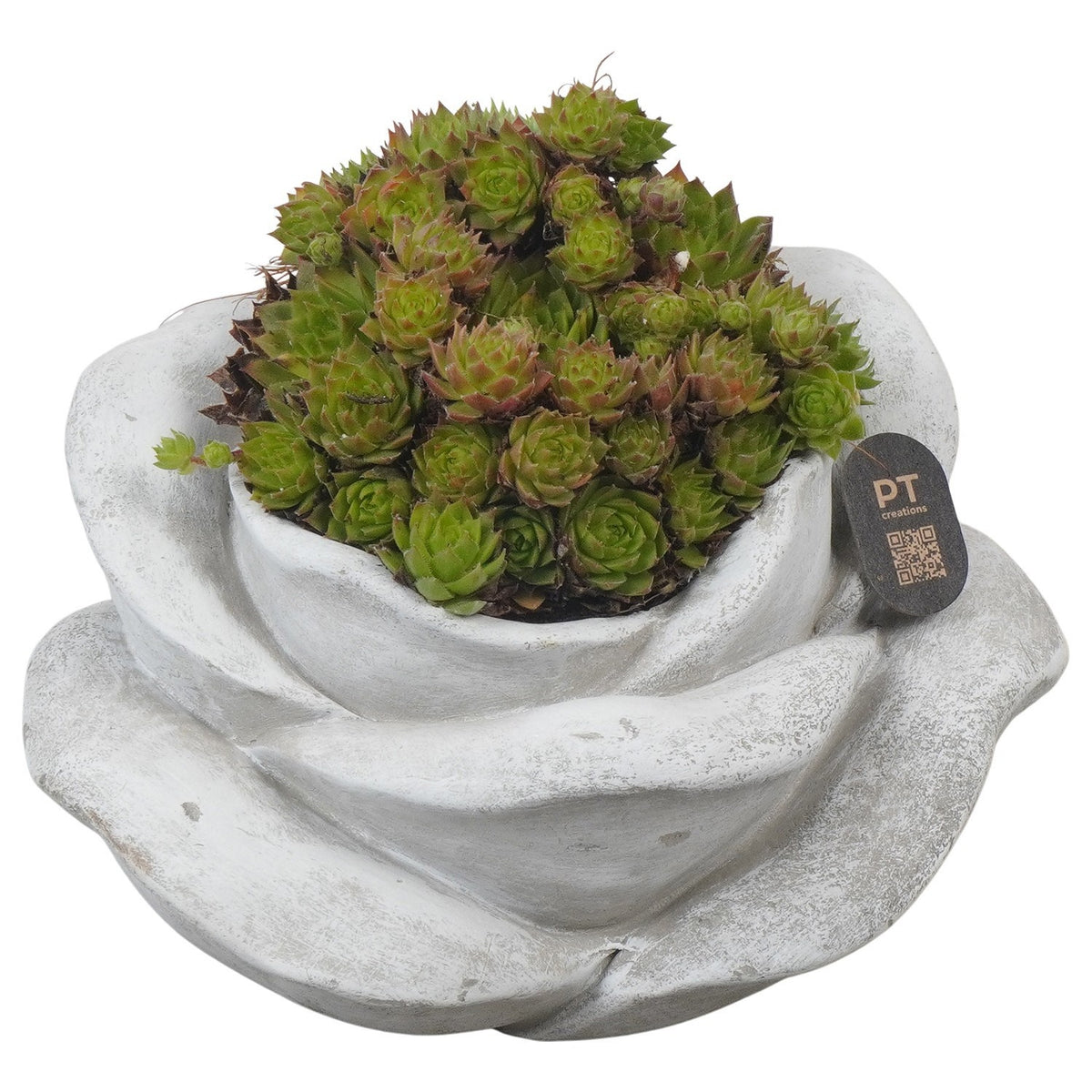 arr. JSAL-2003 11cm 18cm Pot