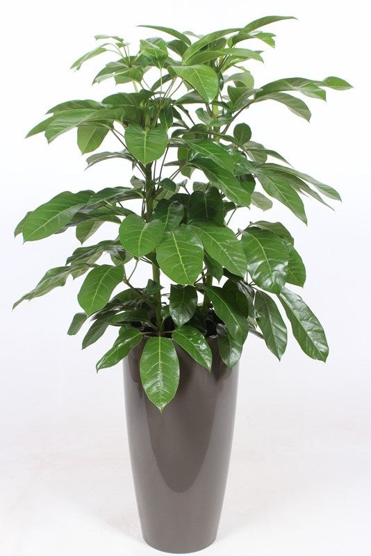 Schefflera Amate 130cm 33cm Pot
