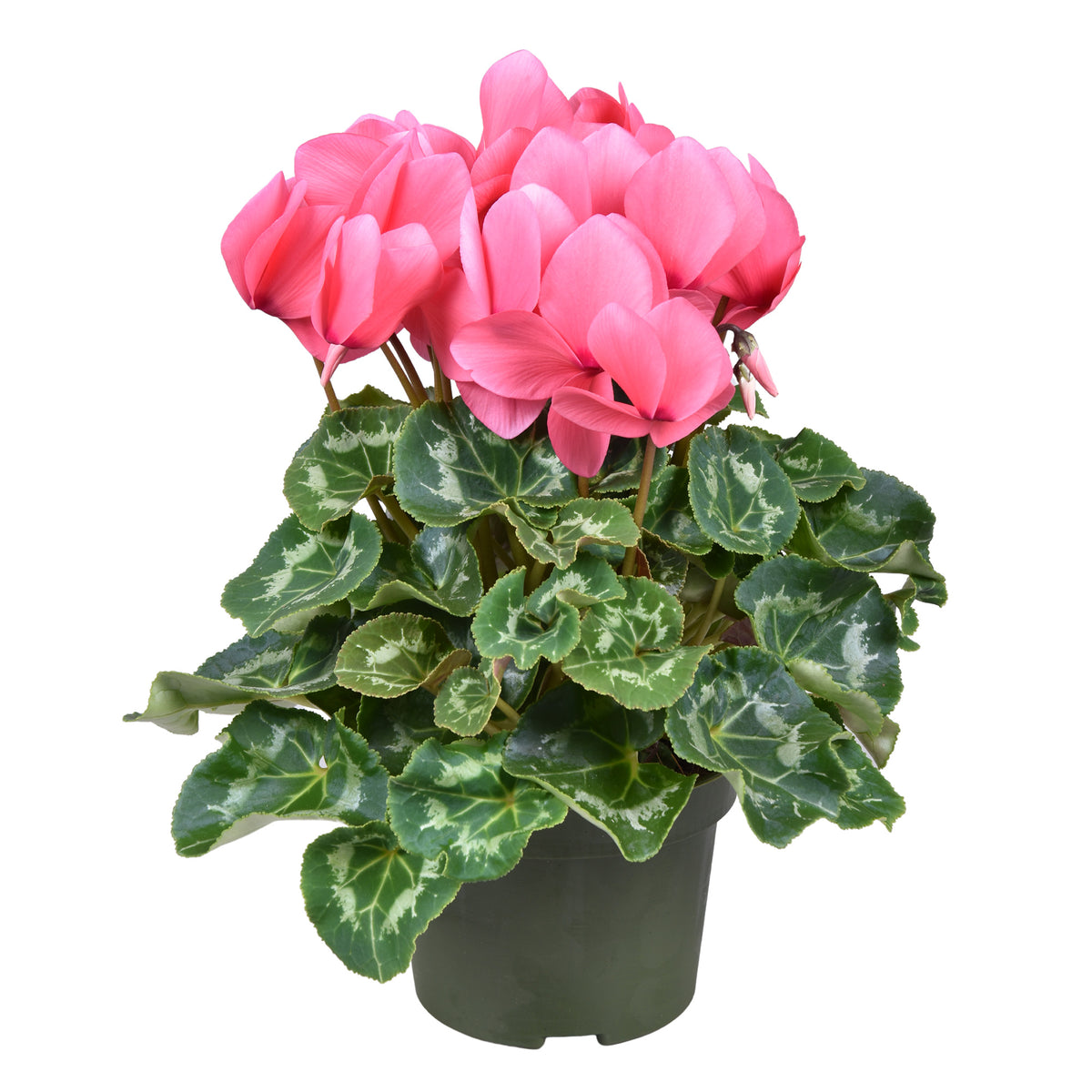 Cyclamen Leopardo pink 30cm 13cm Pot