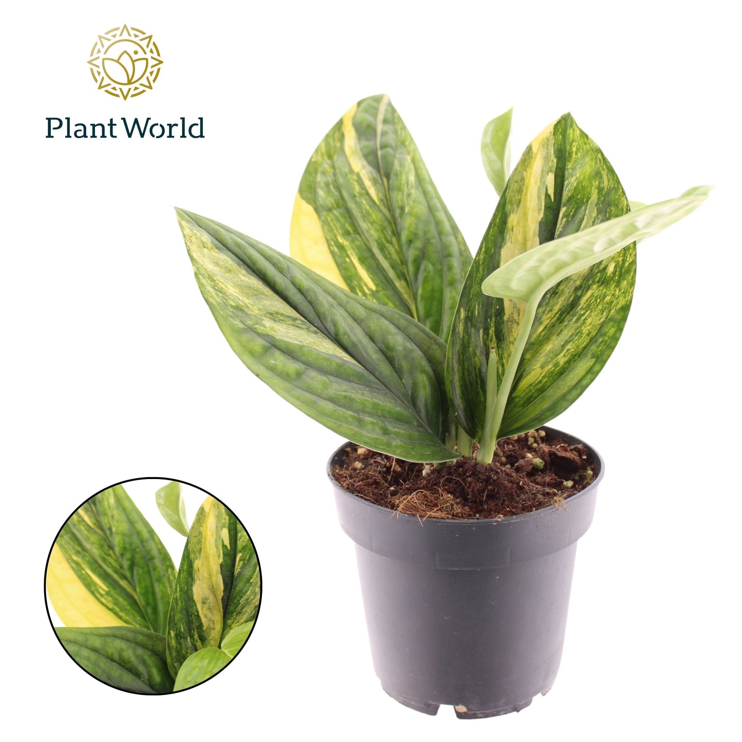 Epipremnum pinnatum Marble Planet 25cm 12cm Pot