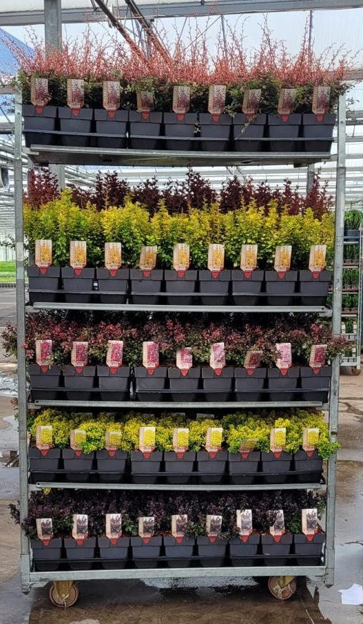 Berberis thunbergii 35cm 17cm Pot