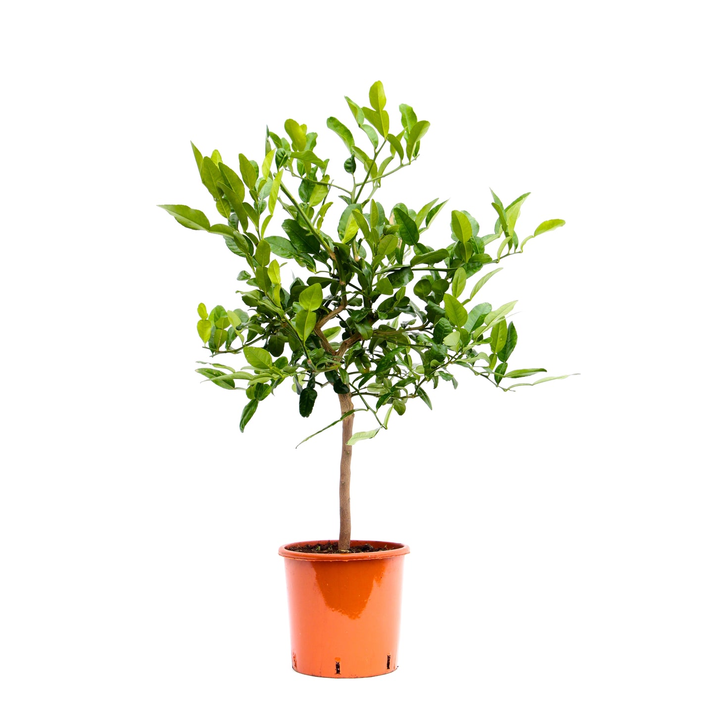 Citrus hystrix 85cm 22cm Pot